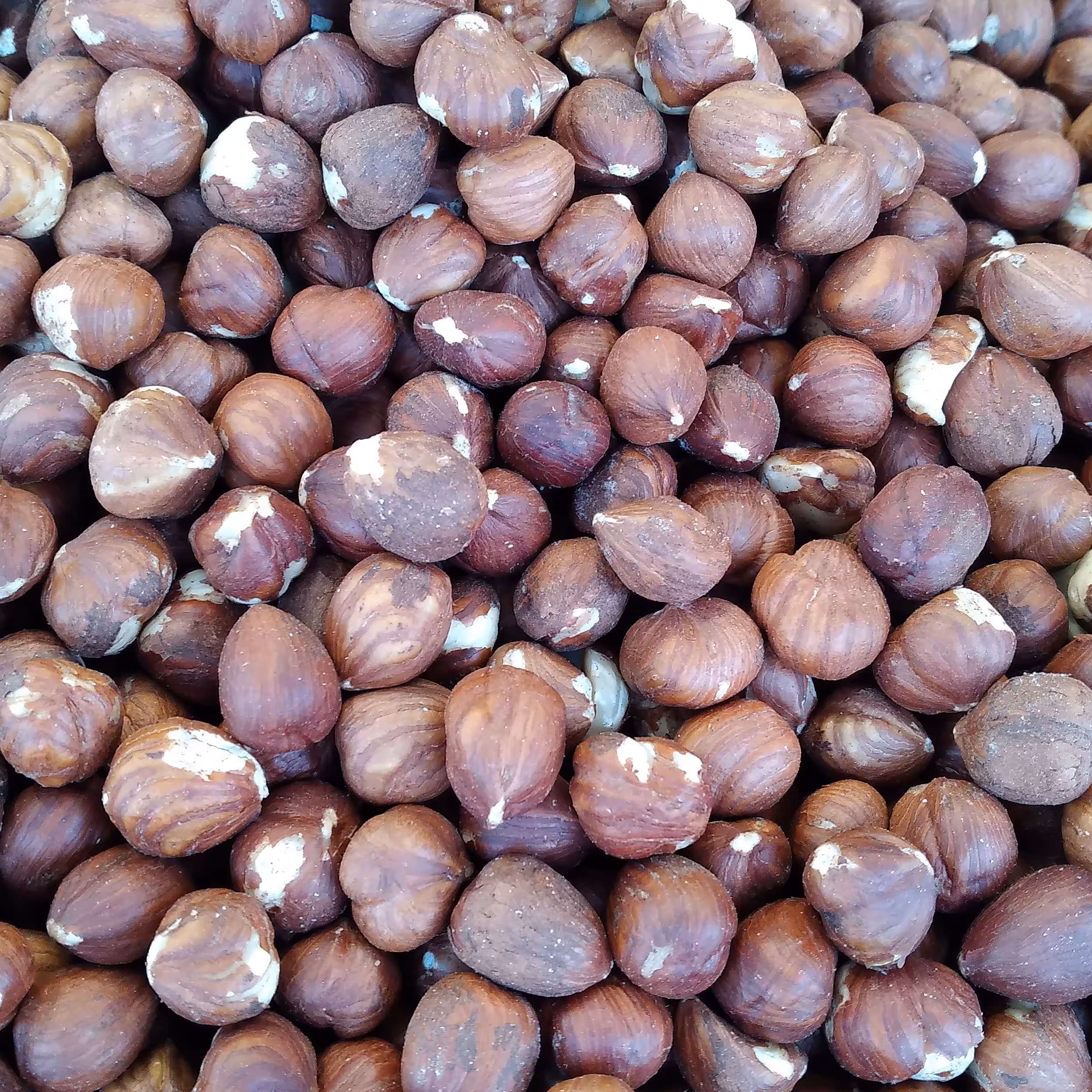 مغز فندق خام 500 گرمی