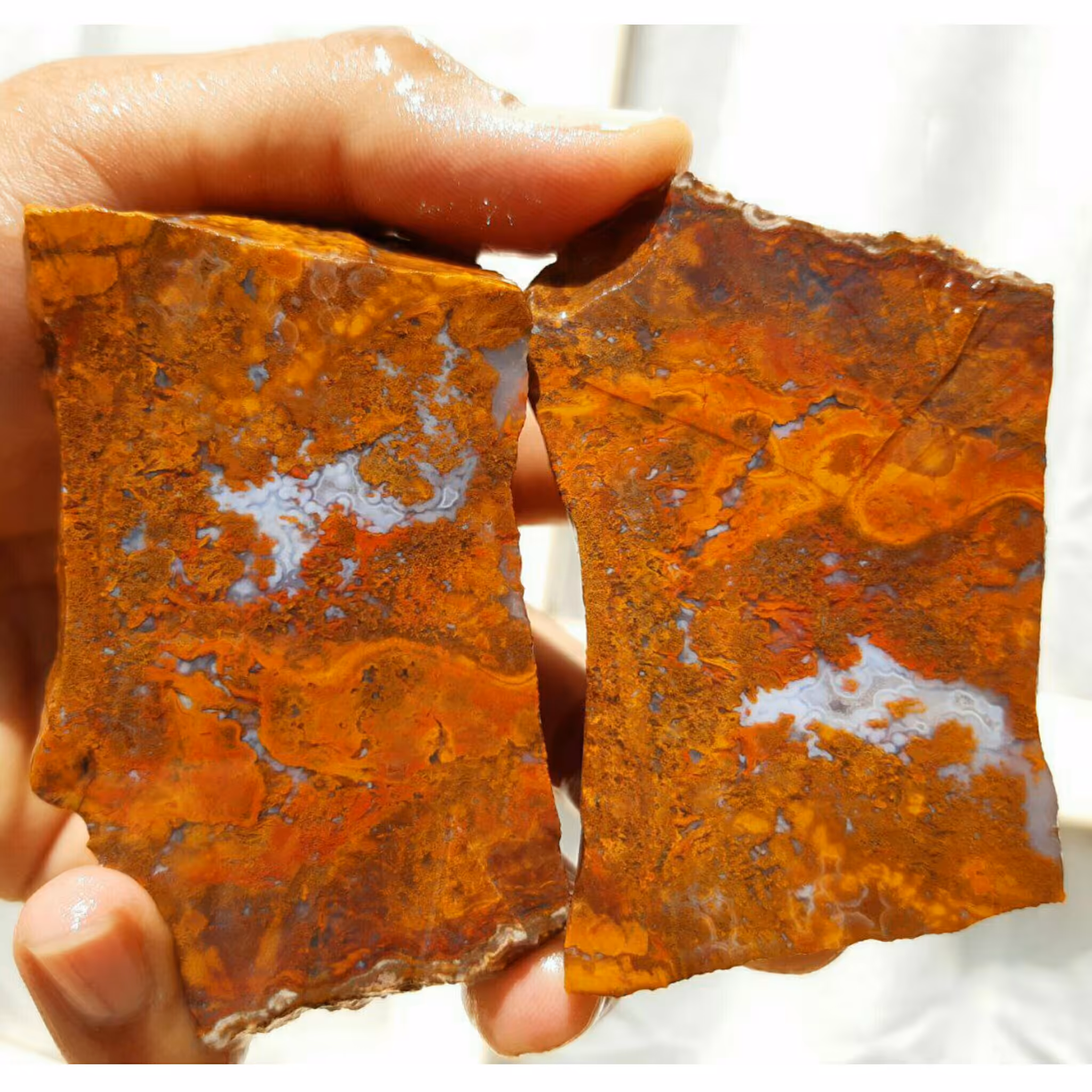 اسلایس دو قطعه شجر پاییزی محشر شاهکاااار خلقت کاملا طبیعی