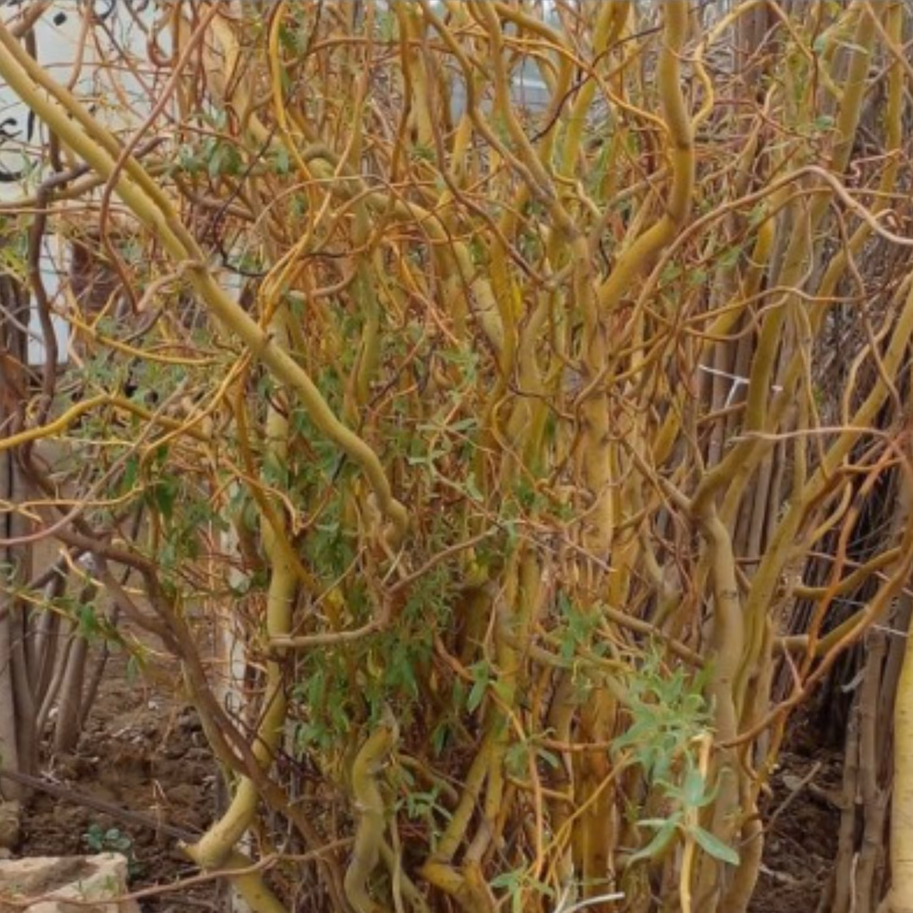 بید فری (ارسال کمتر از 5 عدد امکان ندارد )