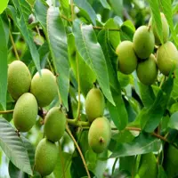 طرح توجیهی باغ گردو - Tarhtojihi.org