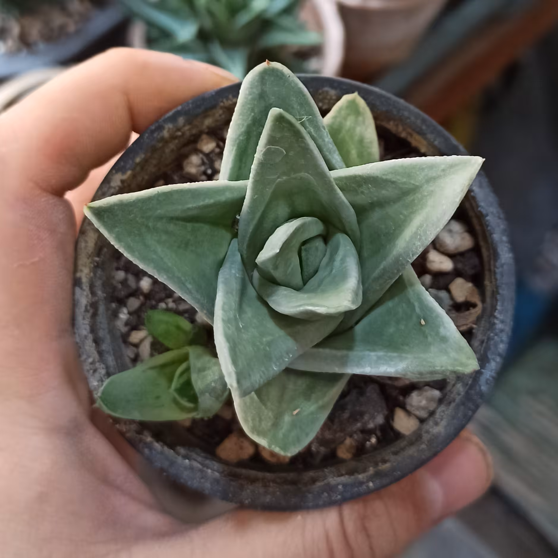 گیاه کلکسیونی آلوئه گستریا گرین آیس به همراه سه پاجوش گلدان سایز هشت سانتی متری