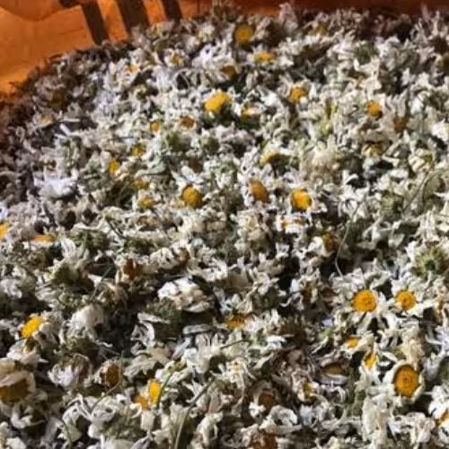 بابونه( گاوی شمال)75گرم خالص دربسته بندی سلفونی .درشت هستن وخشک
که خوردمیشون