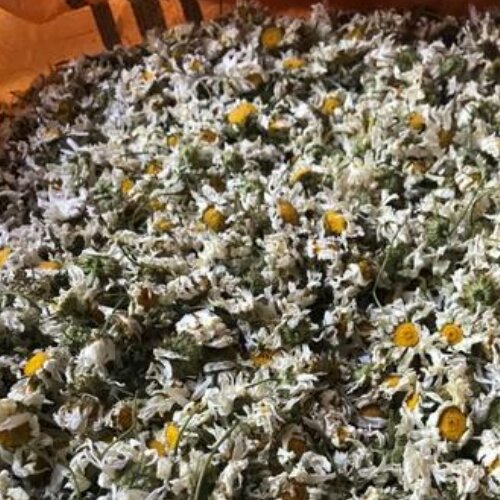 بابونه( گاوی شمال)75گرم خالص دربسته بندی سلفونی درشت هستن وخشک
که خوردمیشون