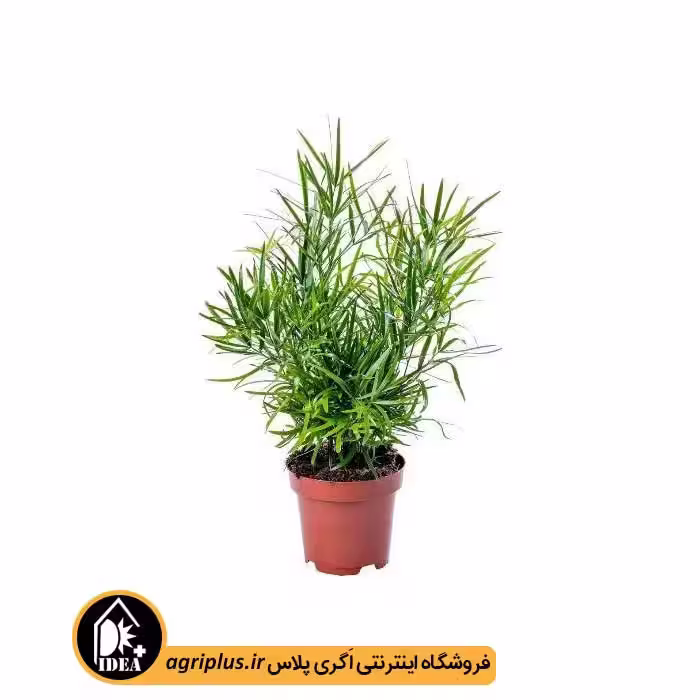 بذر آسپاراگوس Asparagus Falcatus
