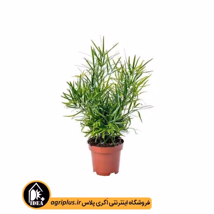 بذر آسپاراگوس Asparagus Falcatus