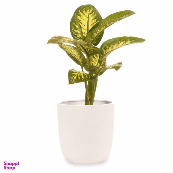 گیاه طبیعی دیفن باخیا گلیتال مدل GTL118