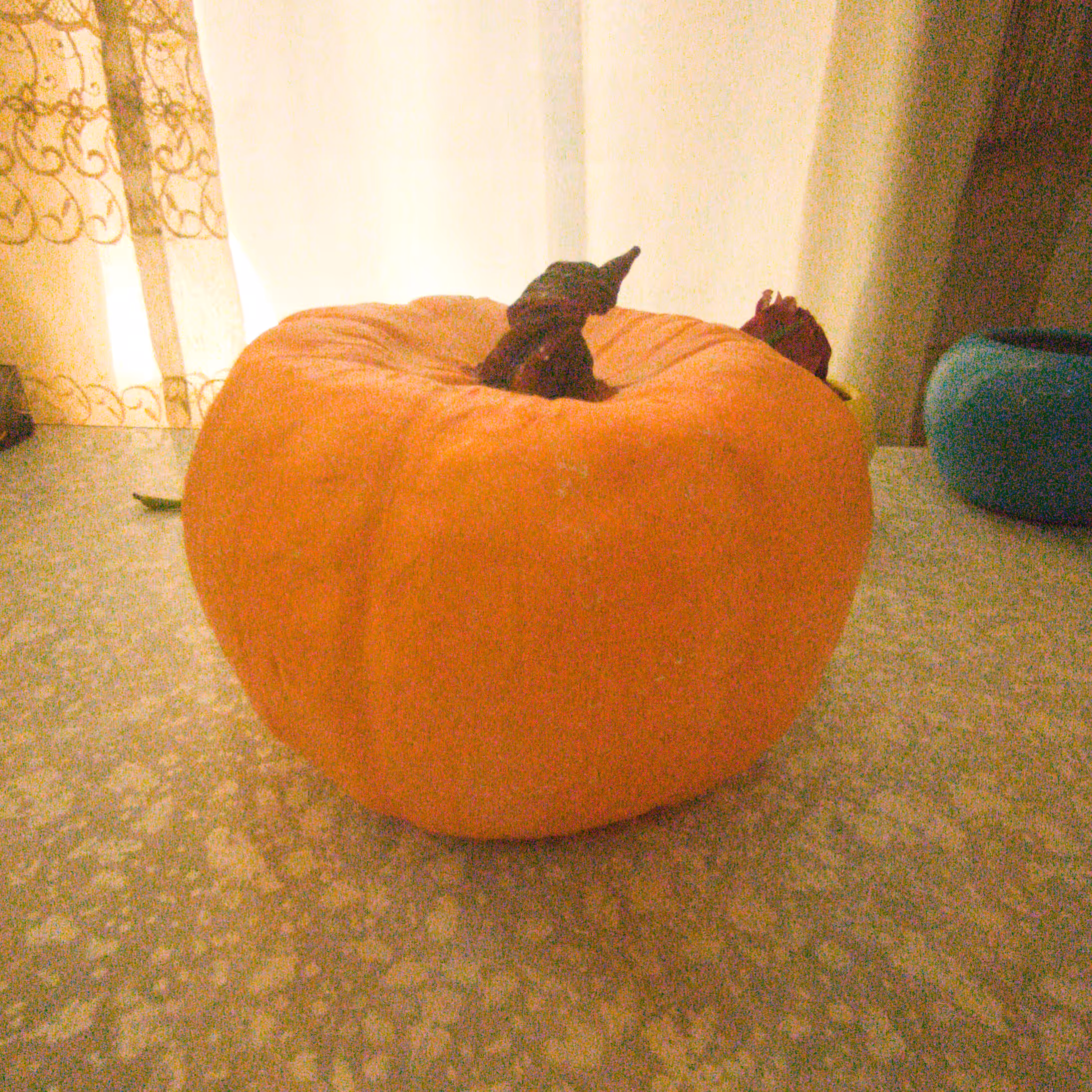 کدو حلوایی دکوری 