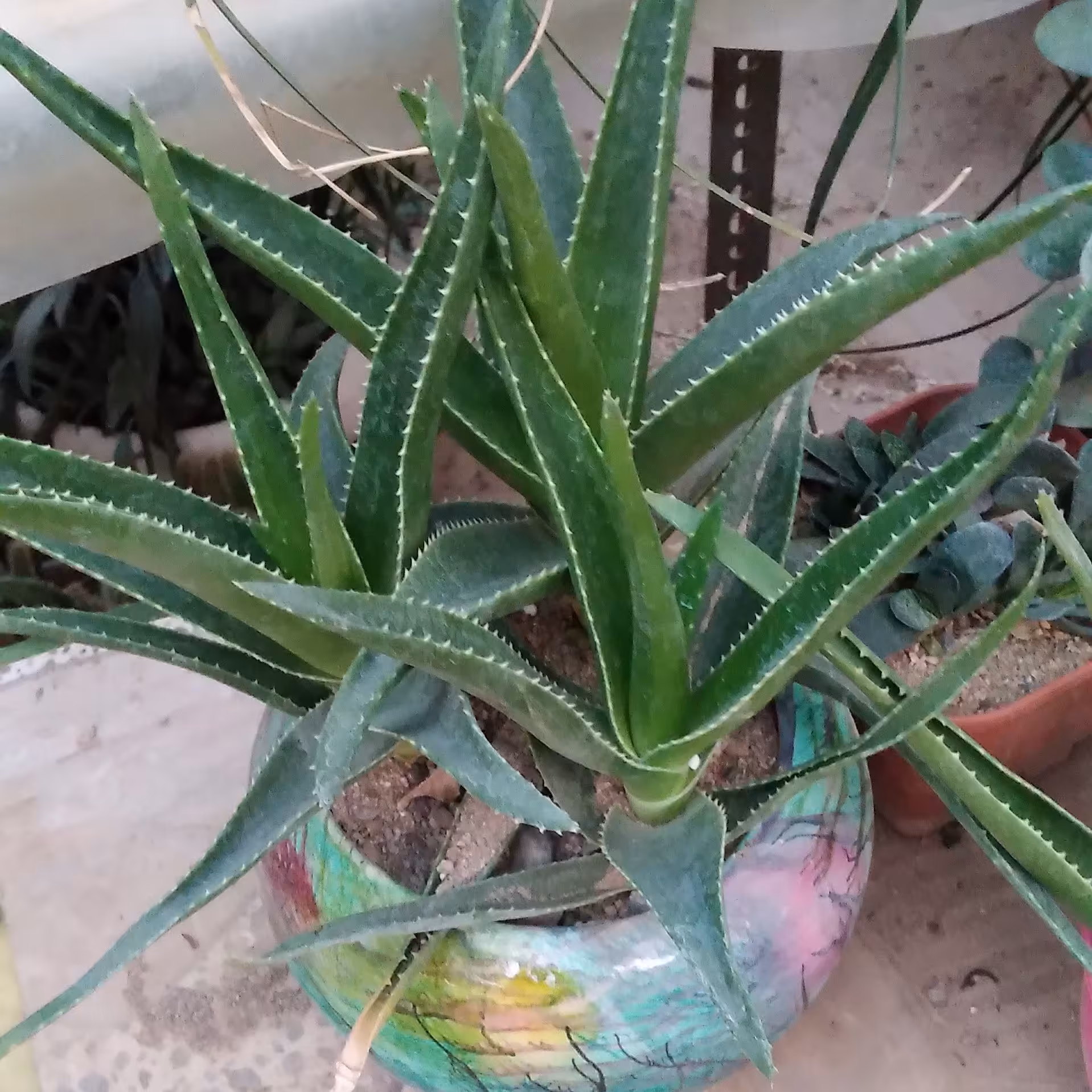 ساکولنت  الوعه  بسیار  زیبا  سایز بیست 3  سر  گلدان سرامیکی   ابرو باد