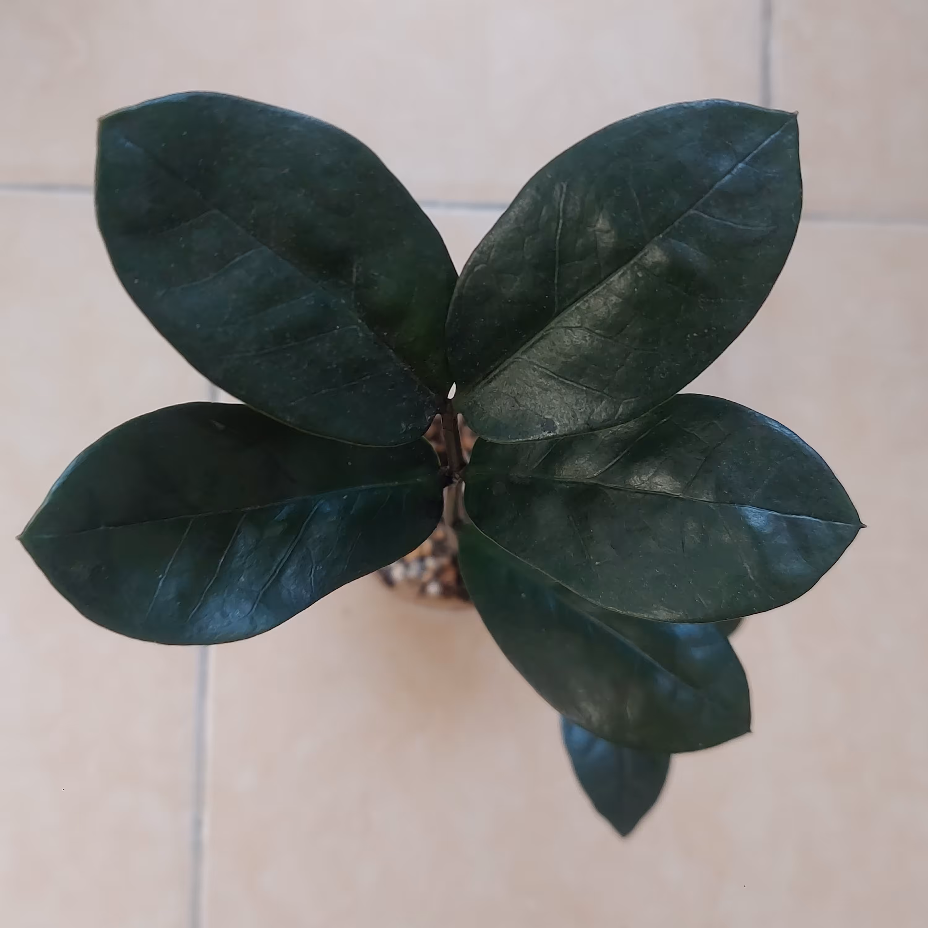 گیاه زامیفولیا سبز