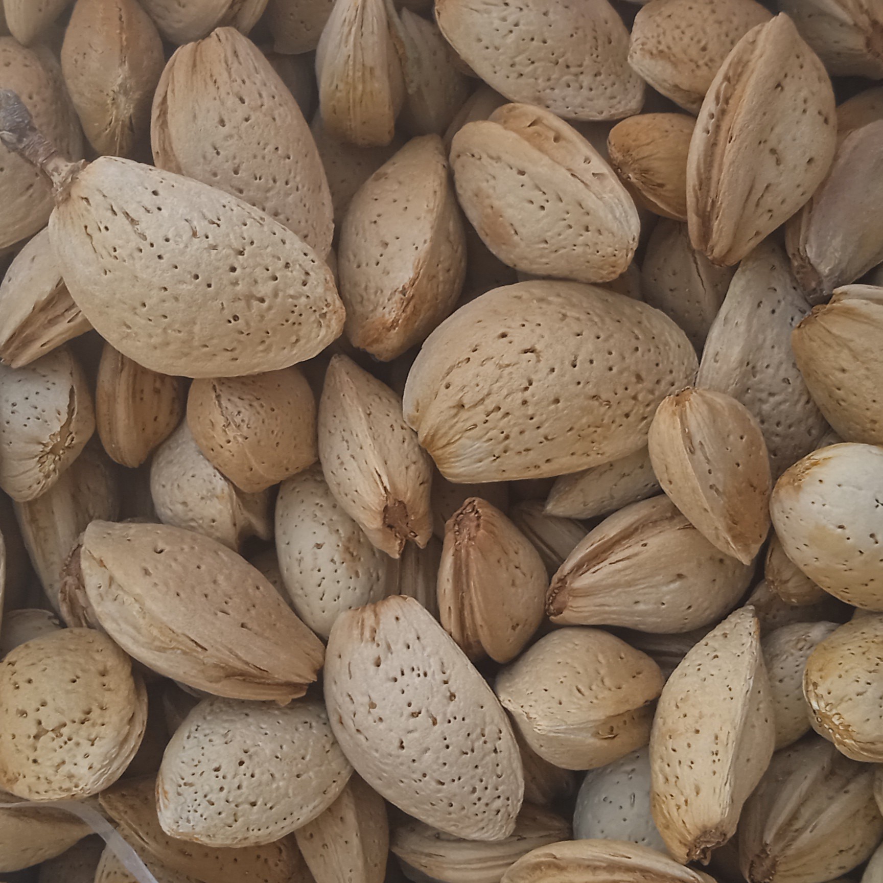 بادام درختی