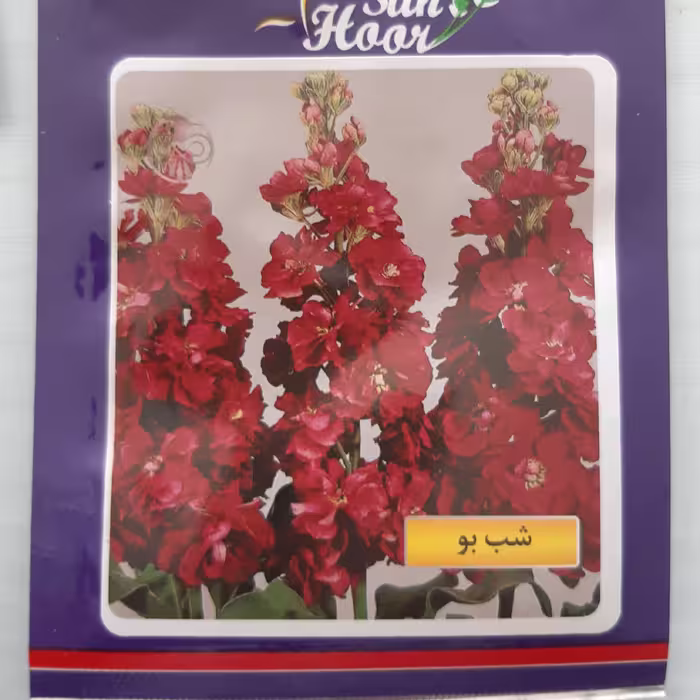 بذز گل شب بو