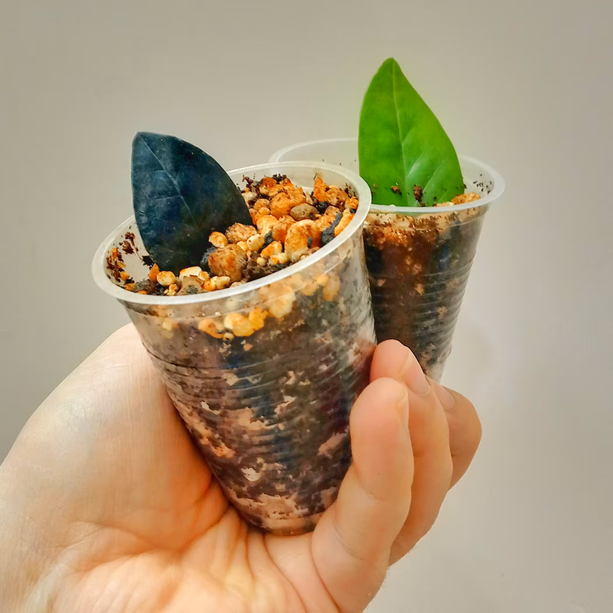 زاموفیلیا بلک و سبز (قلمه برگ ریشه دار) پک دو عددی