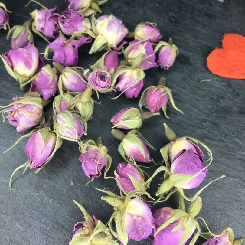 غنچه گل محمدی