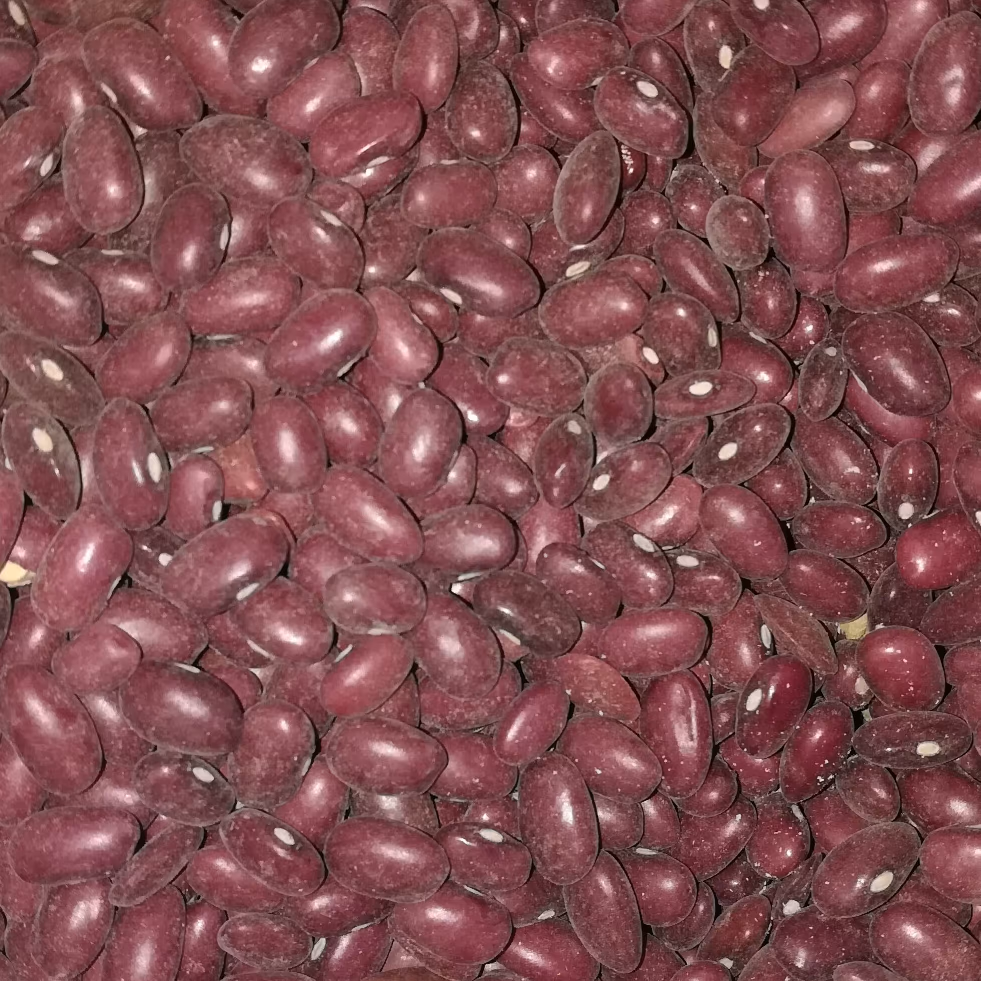 لوبیا قرمز 600 گرمی