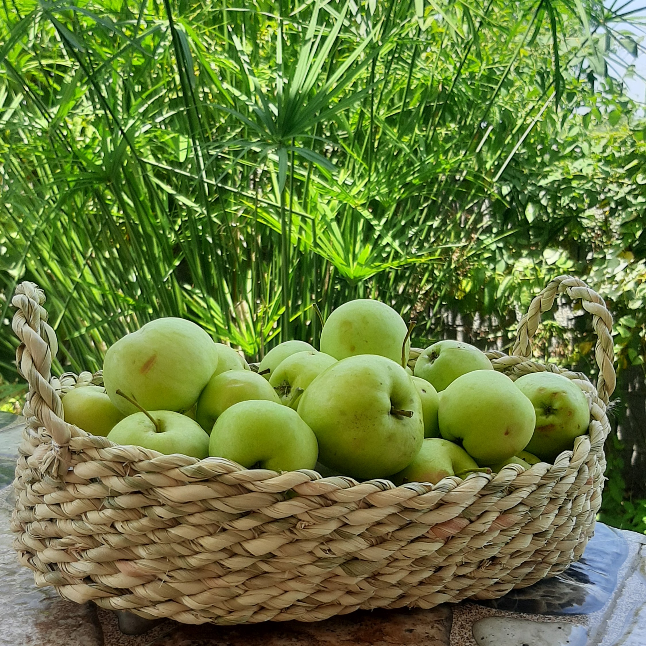 سبدپذیرایی حصیری