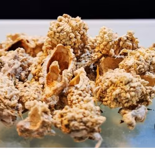 شکرتیغال (همراه با حشره) 75گرم خالص دربسته بندی سلفونی تازه امساله درجه یک