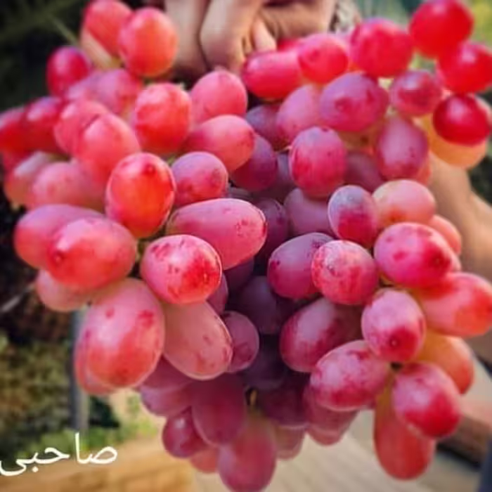 نهال انگور صاحبی(هزینه ارسال رایگان نیست و به عهده خود مشتری میباشد )
