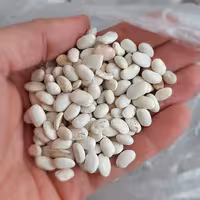 لوبیا سفید  کرمانشاه