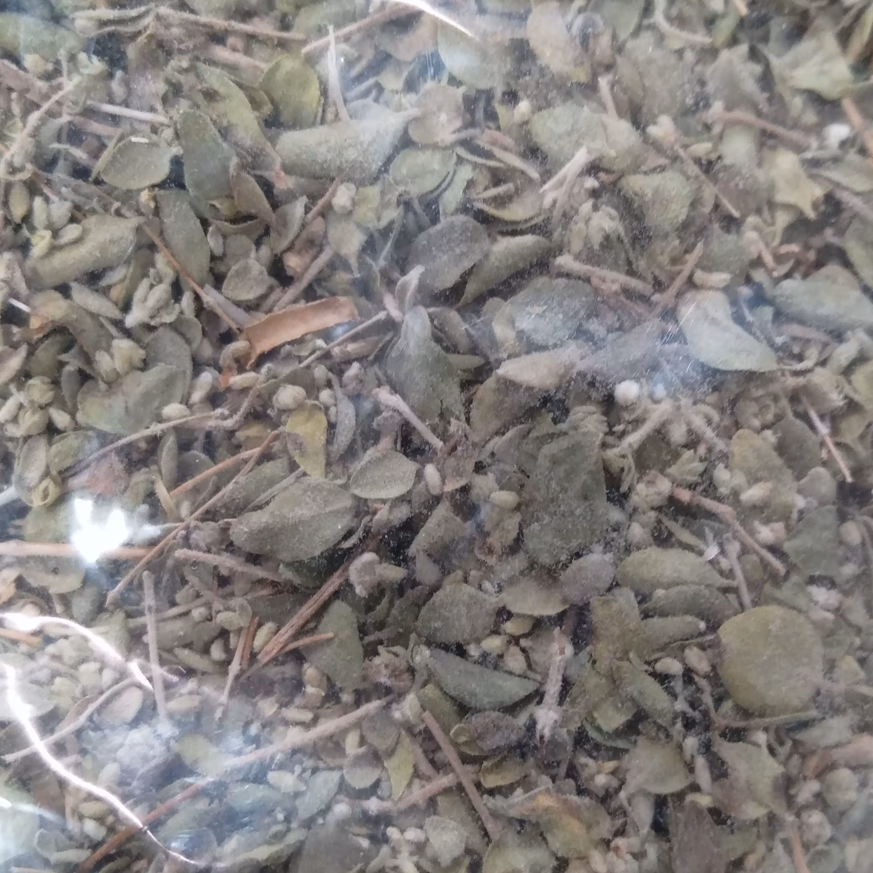 آویشن شیرازی 50 گرمی