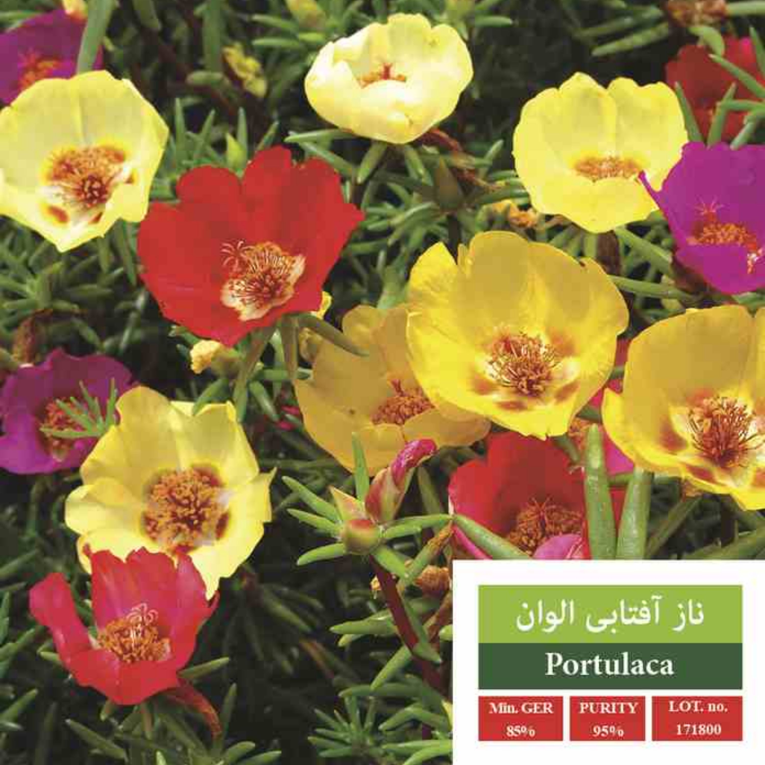بذر گل ناز آفتابی الوان بذر طلایی رویان