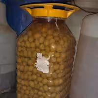 زیتون کنسروی 