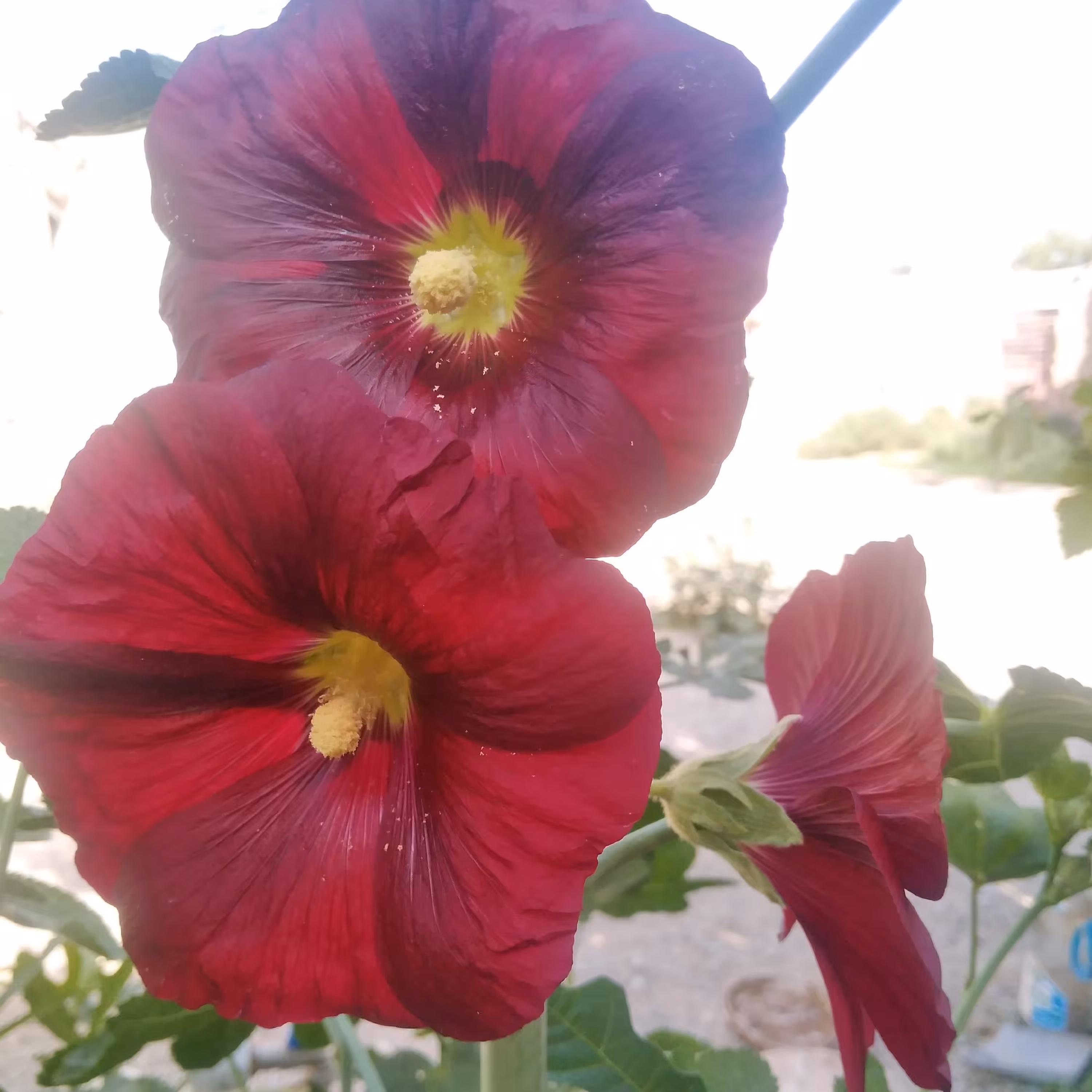 بذر گل ختمی (10 عدد) 