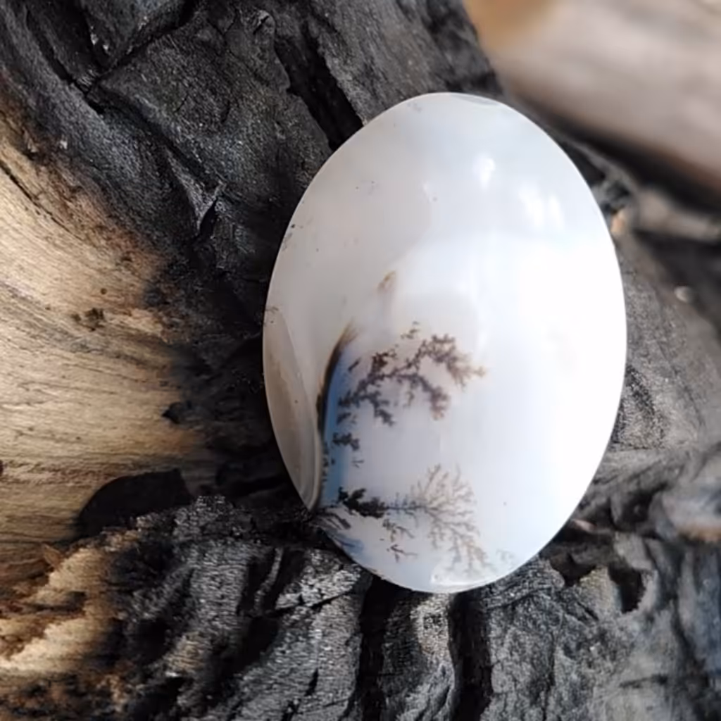 شجر زیبای قائنات 