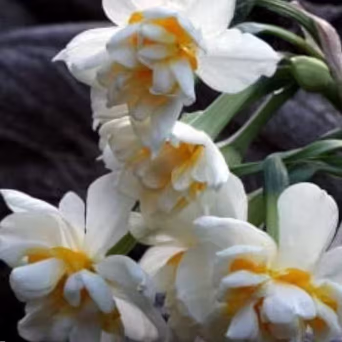پیاز گل نرگس شصت پر(1 کیلویی مرغوب )