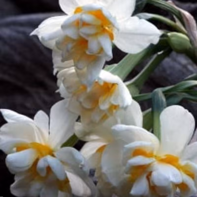 پیاز گل نرگس شصت پر(1 کیلویی مرغوب )