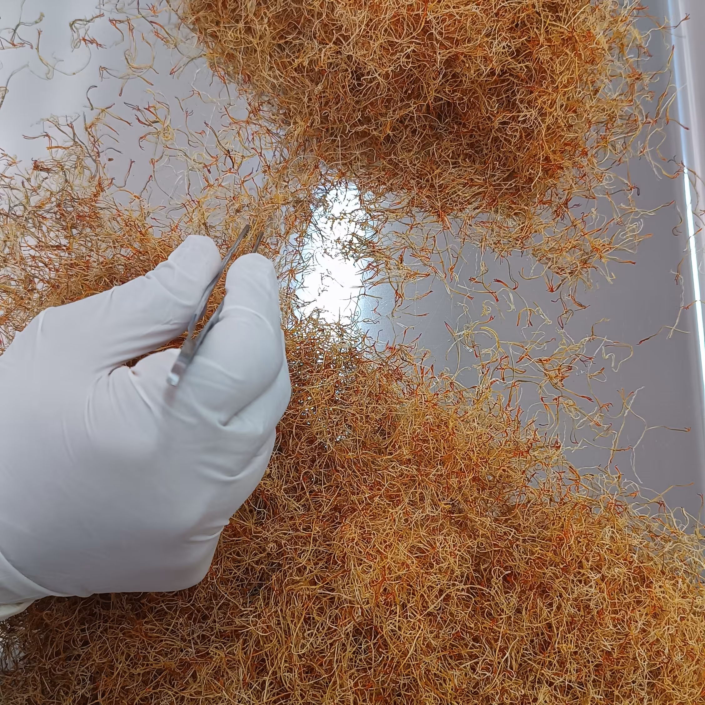 ریشه زعفران 35 گرمی باکیفیت بالا برداشت در پاییز 1402