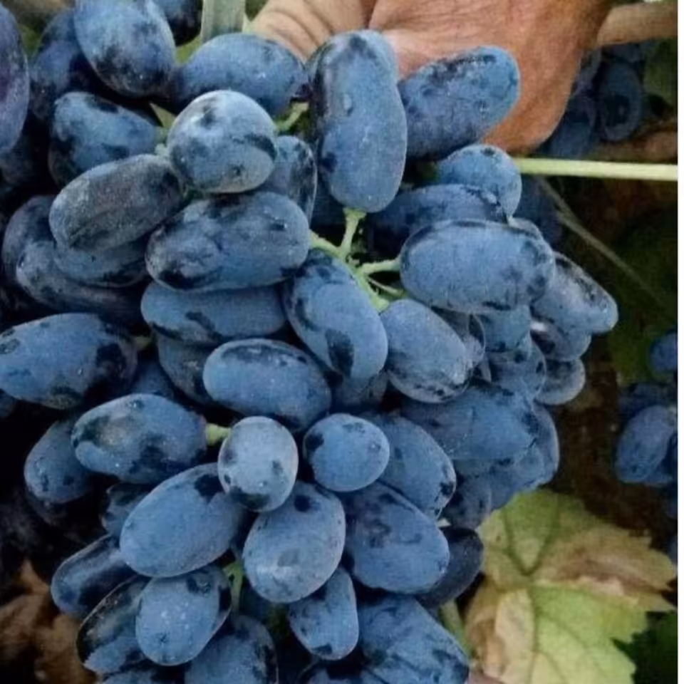 نهال انگور ترکمن 4 مویز بیدانه (هزینه ارسال رایگان نیست و به عهده خود مشتری میباشد )