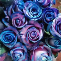 رز آبی طبیعی بسته 20عددی