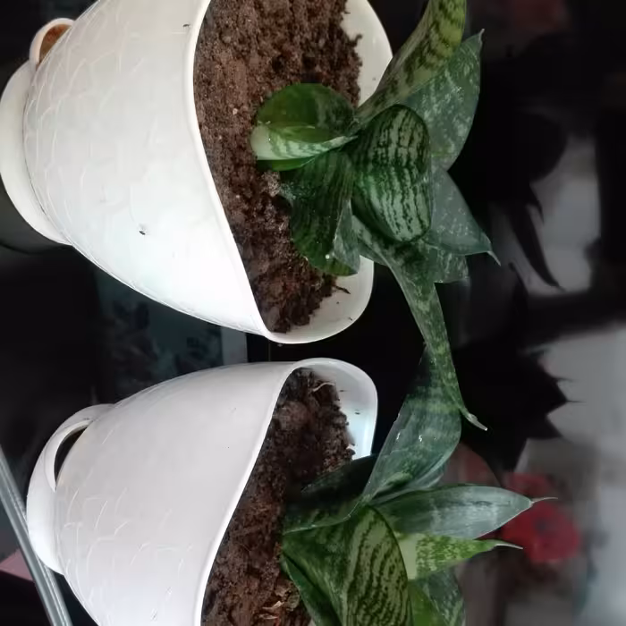 پک دو تایی گیاه سانسوریا پا کوتاه