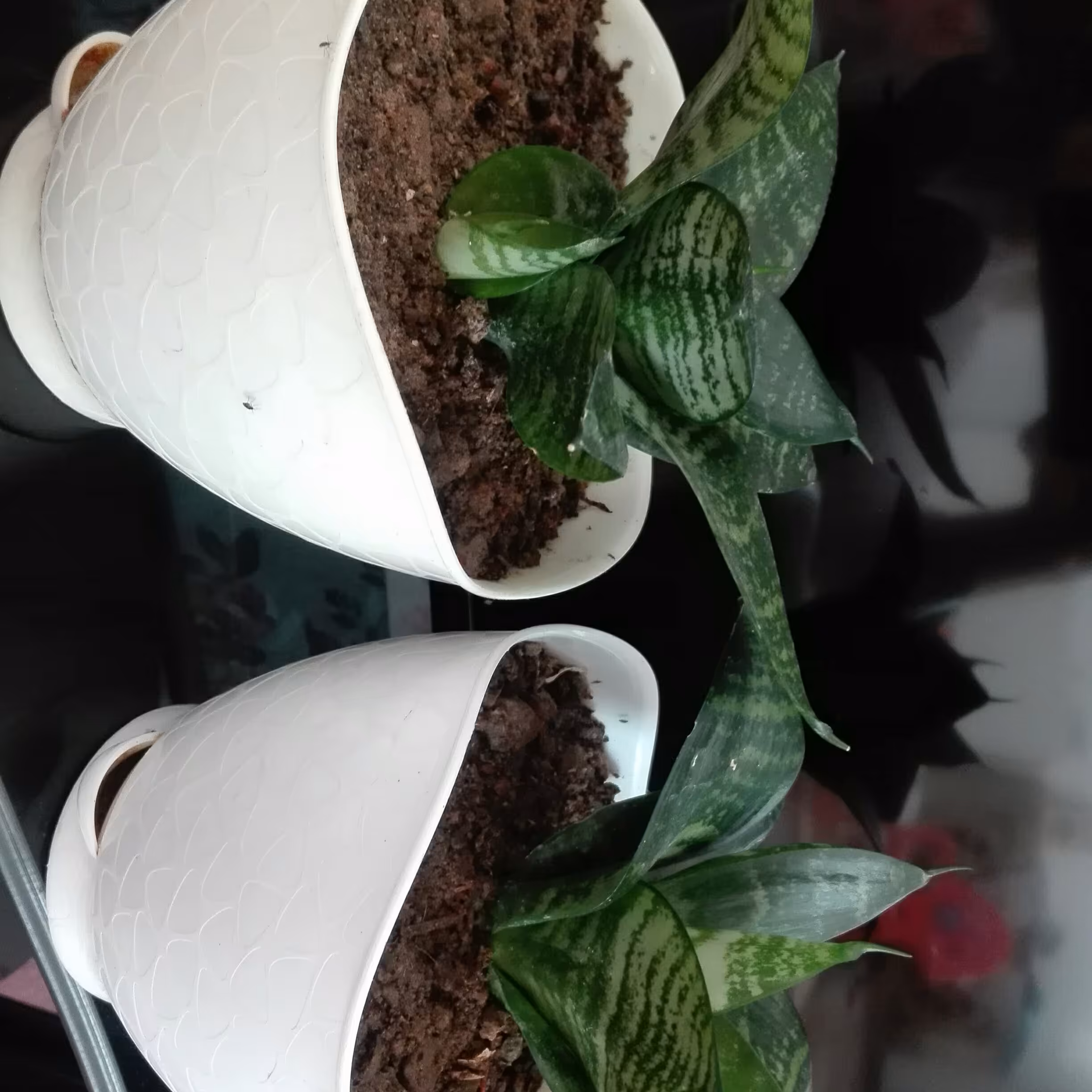 پک دو تایی گیاه سانسوریا پا کوتاه