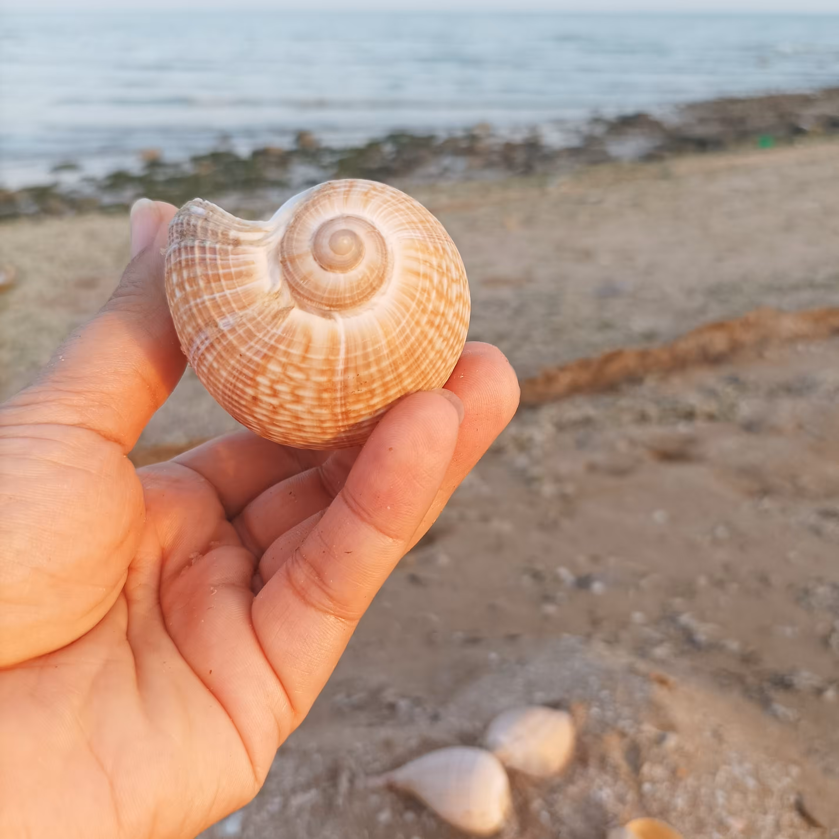 صدف دوکی خلیج فارس مناسب عکاسی و دکوراسیون