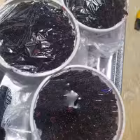 مربای تمشک محصولی از کوه های دنا خوش طعم و لذیذ 