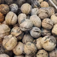 گردو ایرانی