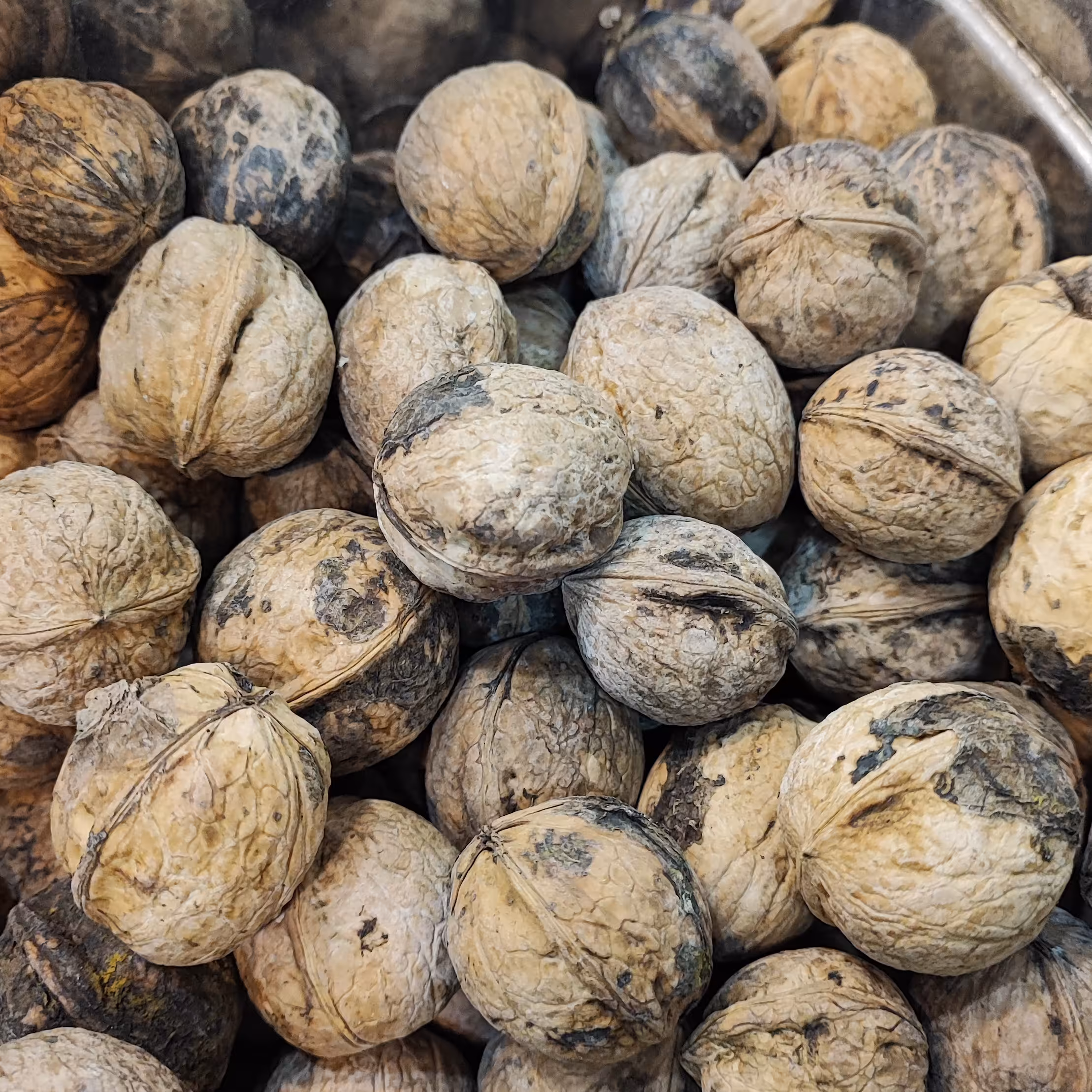 گردو ایرانی