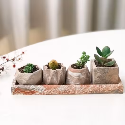 گلدان مینیاتوری کاکتوس