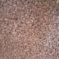 لوبیا کشاورزی (5000گرم)