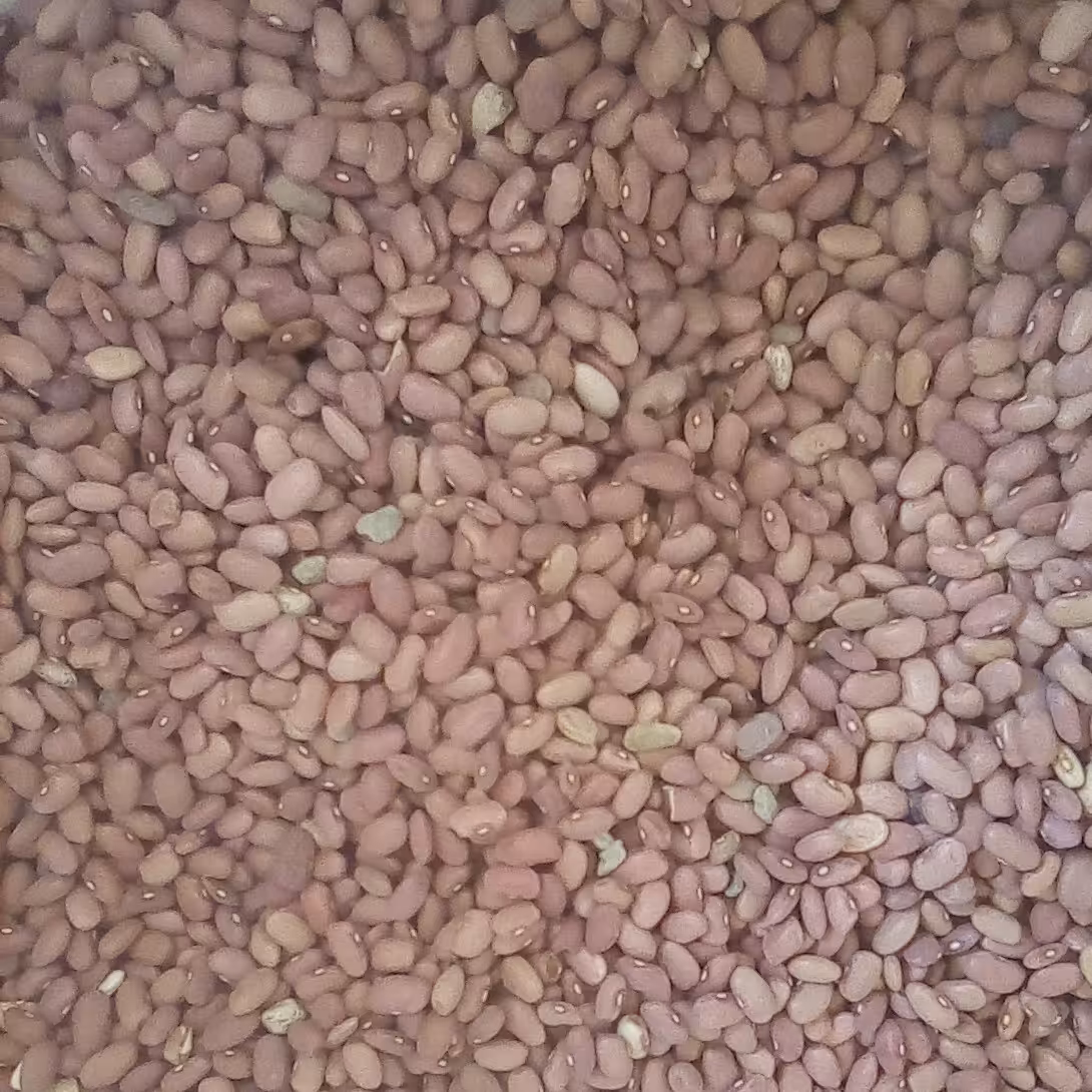 لوبیا کشاورزی (5000گرم)