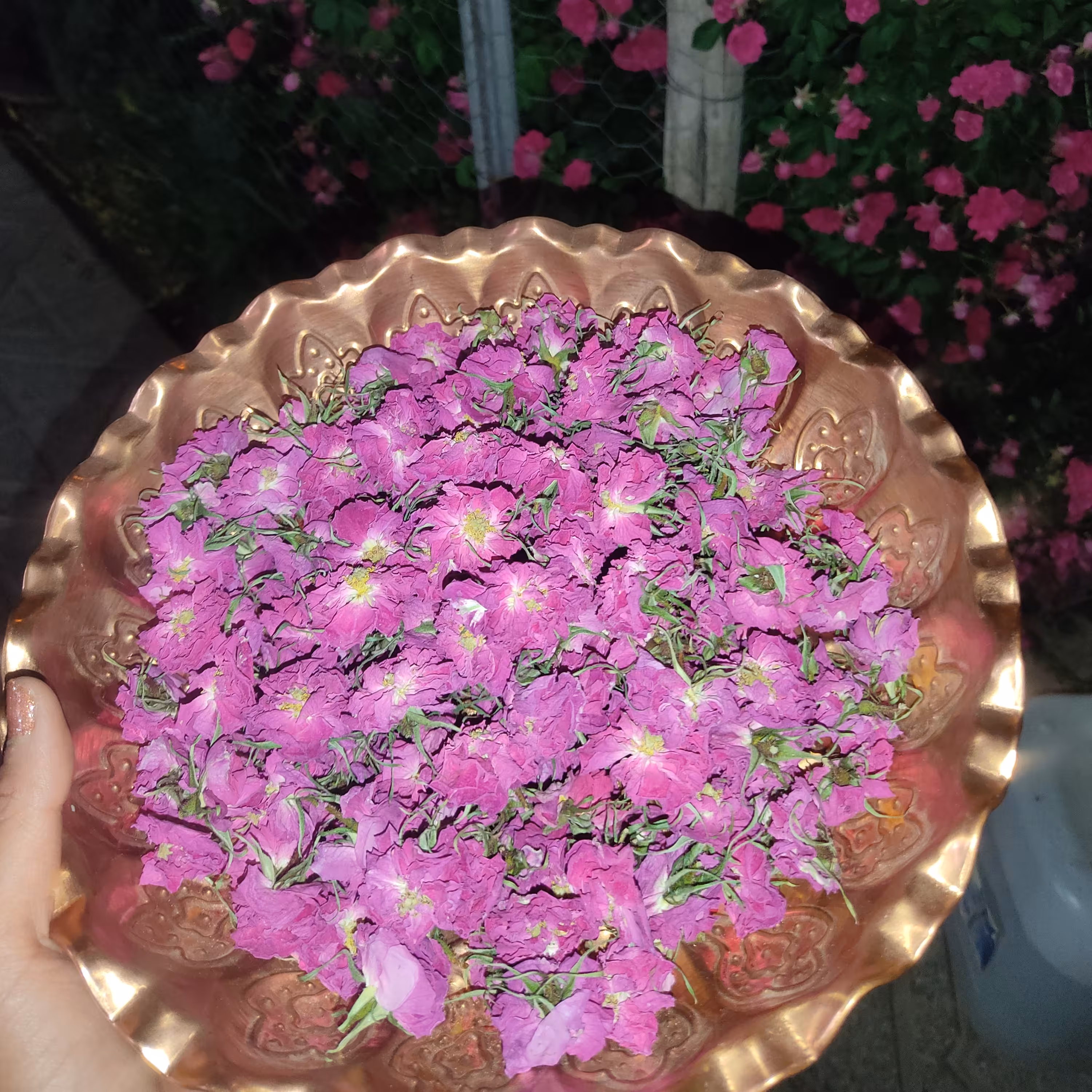 گل خشک محمدی(صدگرم)