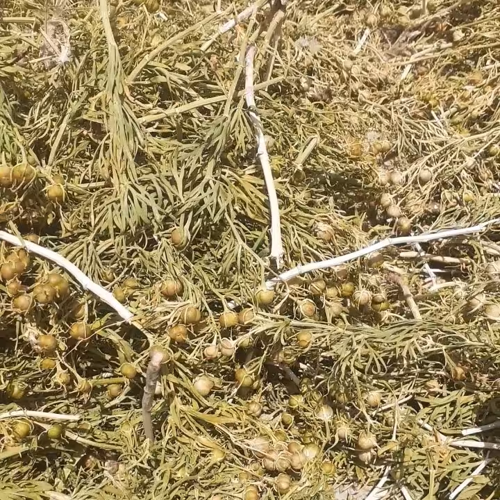 اسپند(اسفند)امسالی و خشک  (تضمین کیفیت) 900گرم