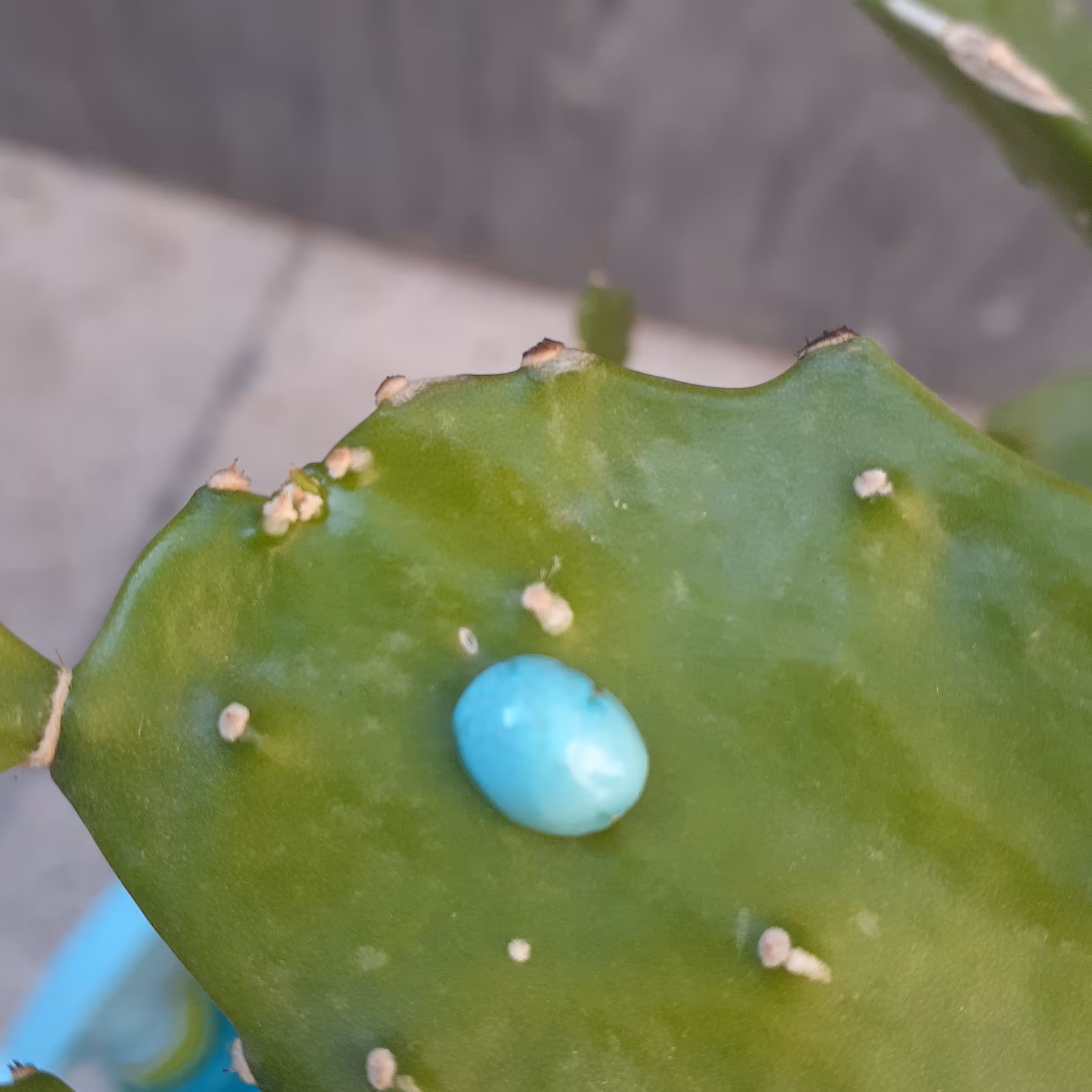 فیروزه نیشابور.