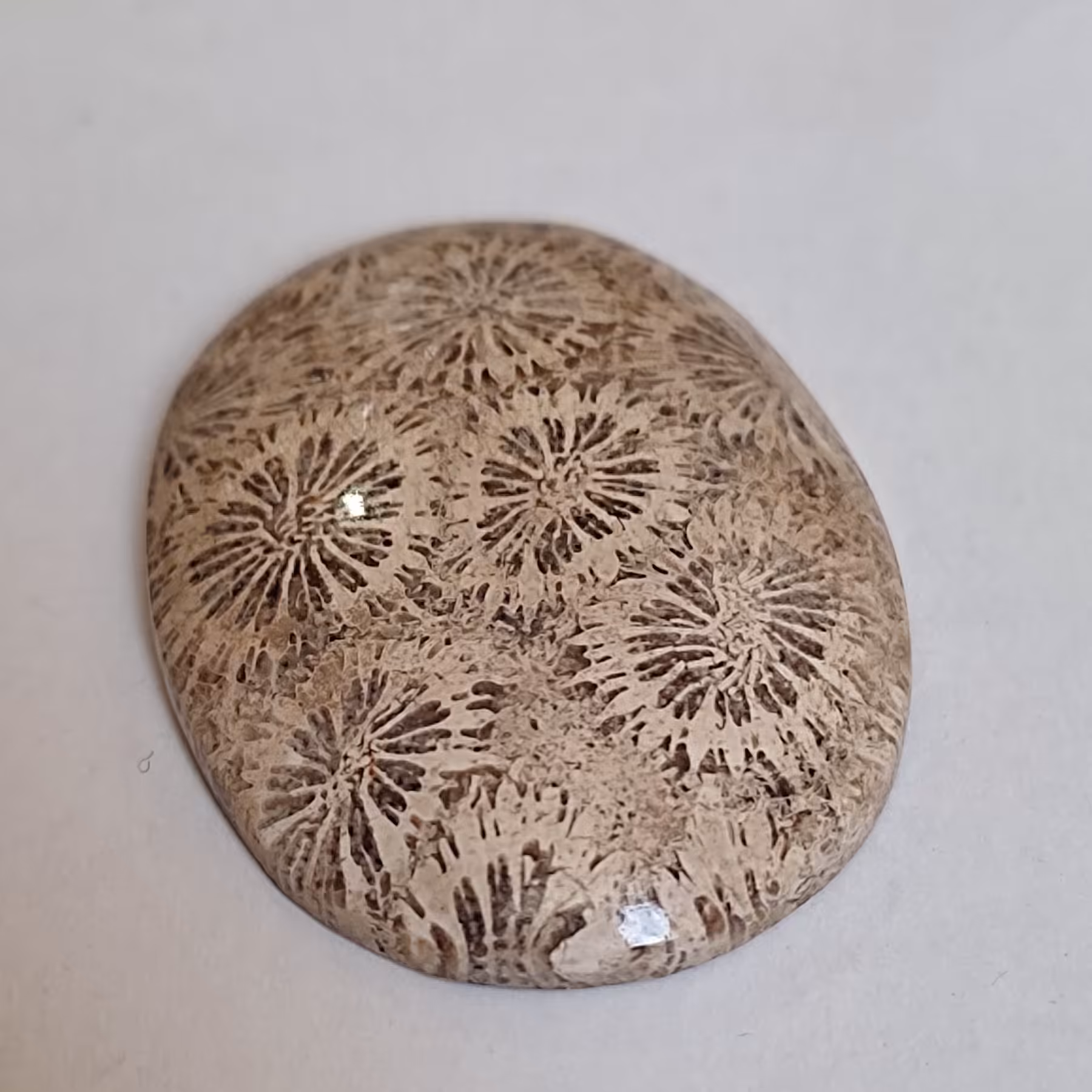 سنگ فسیل مرجان بسیار زیبا و خوش نقش