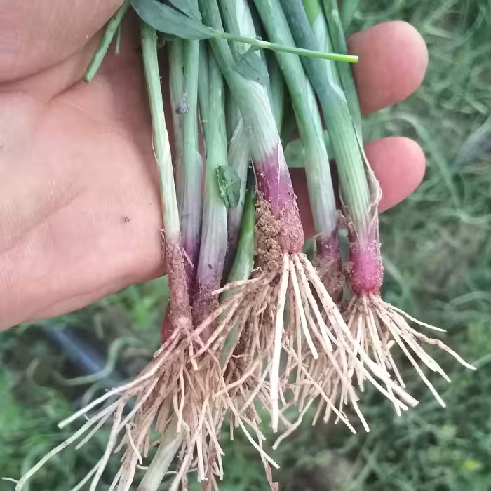 بذر پیاز قرمز اعلاء   (900 گرمی) ارسال رایگان