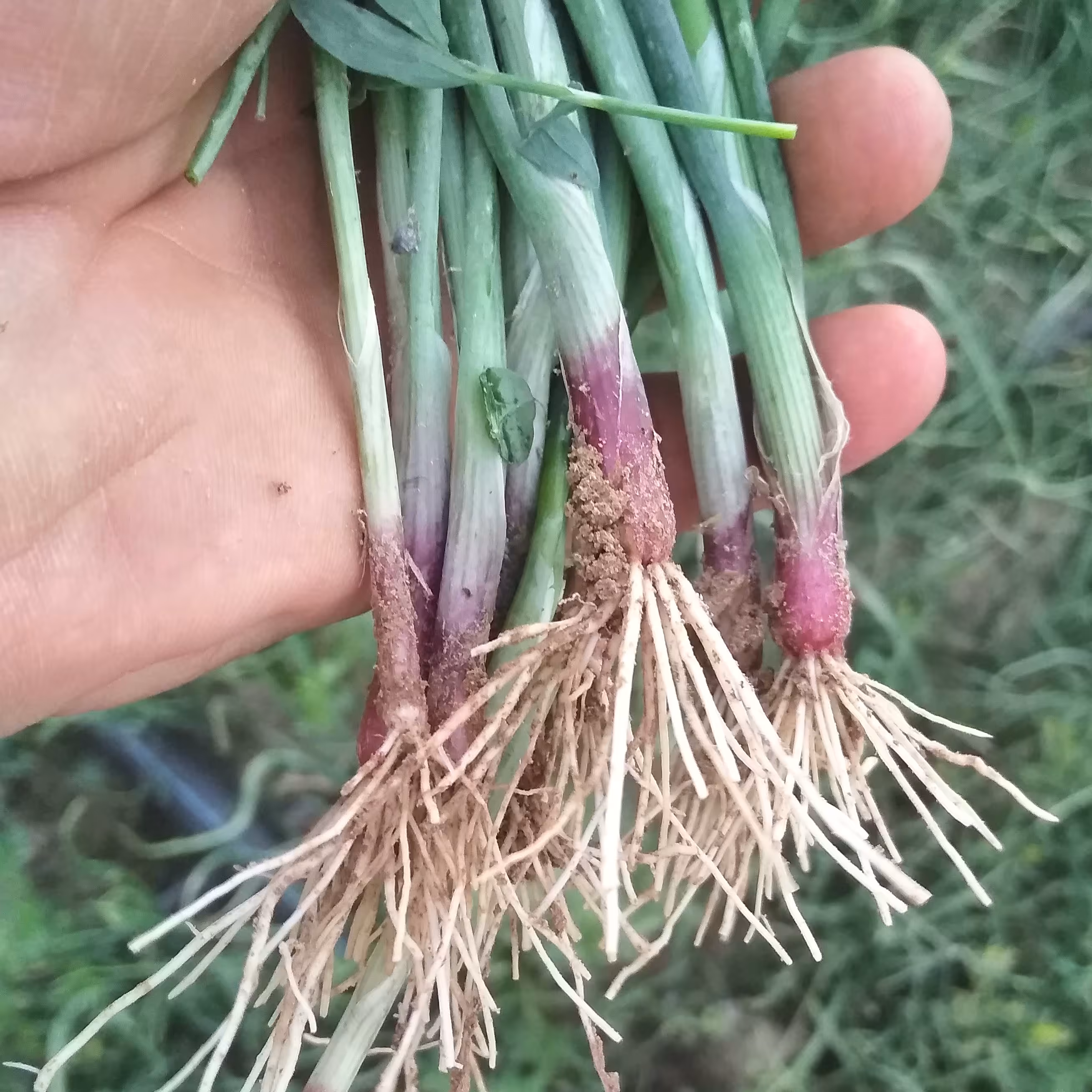 بذر پیاز قرمز اعلاء (900 گرمی) ارسال رایگان
