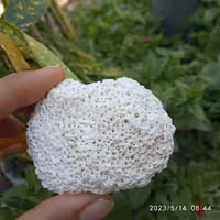 سنگ اسفنجی سفید