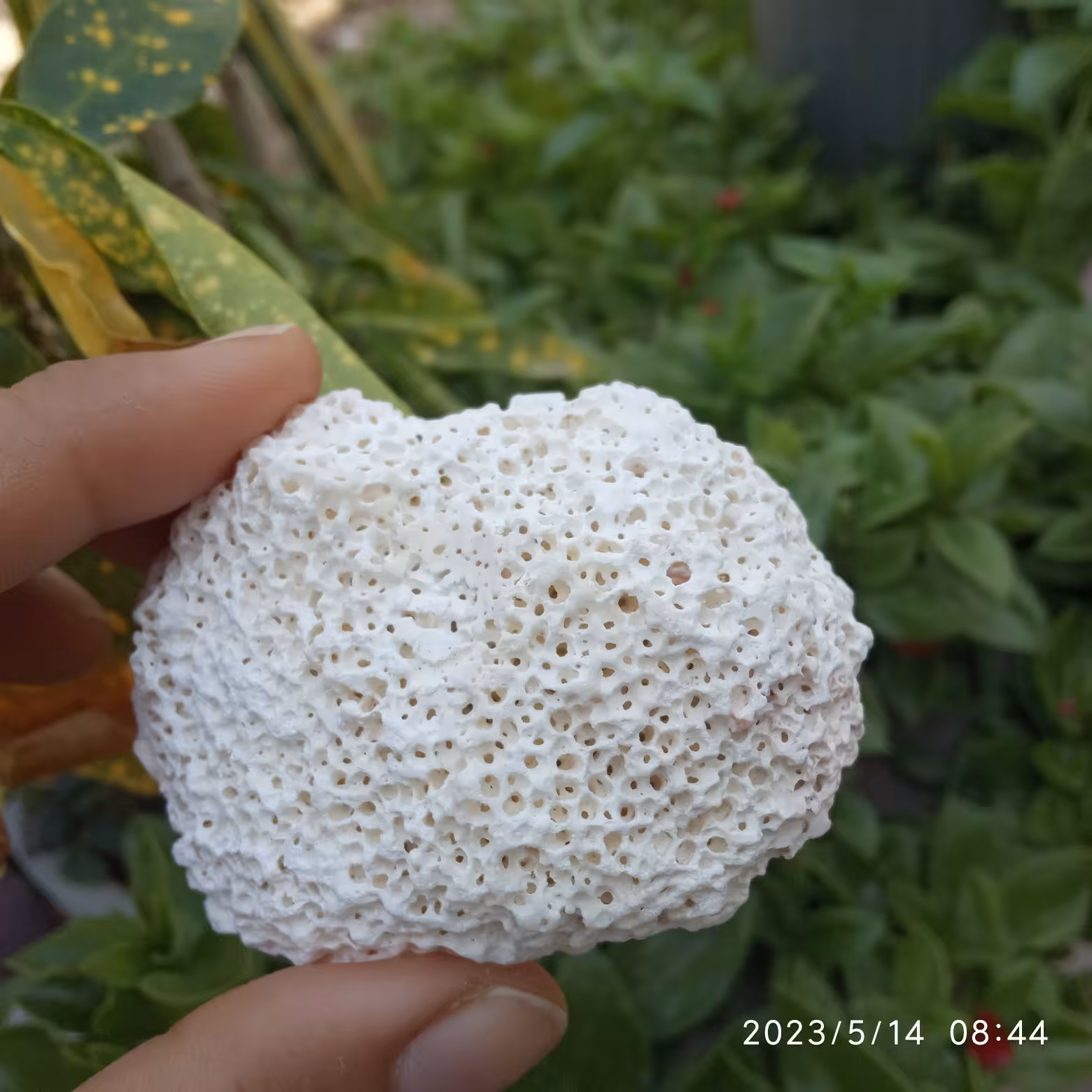 سنگ اسفنجی سفید