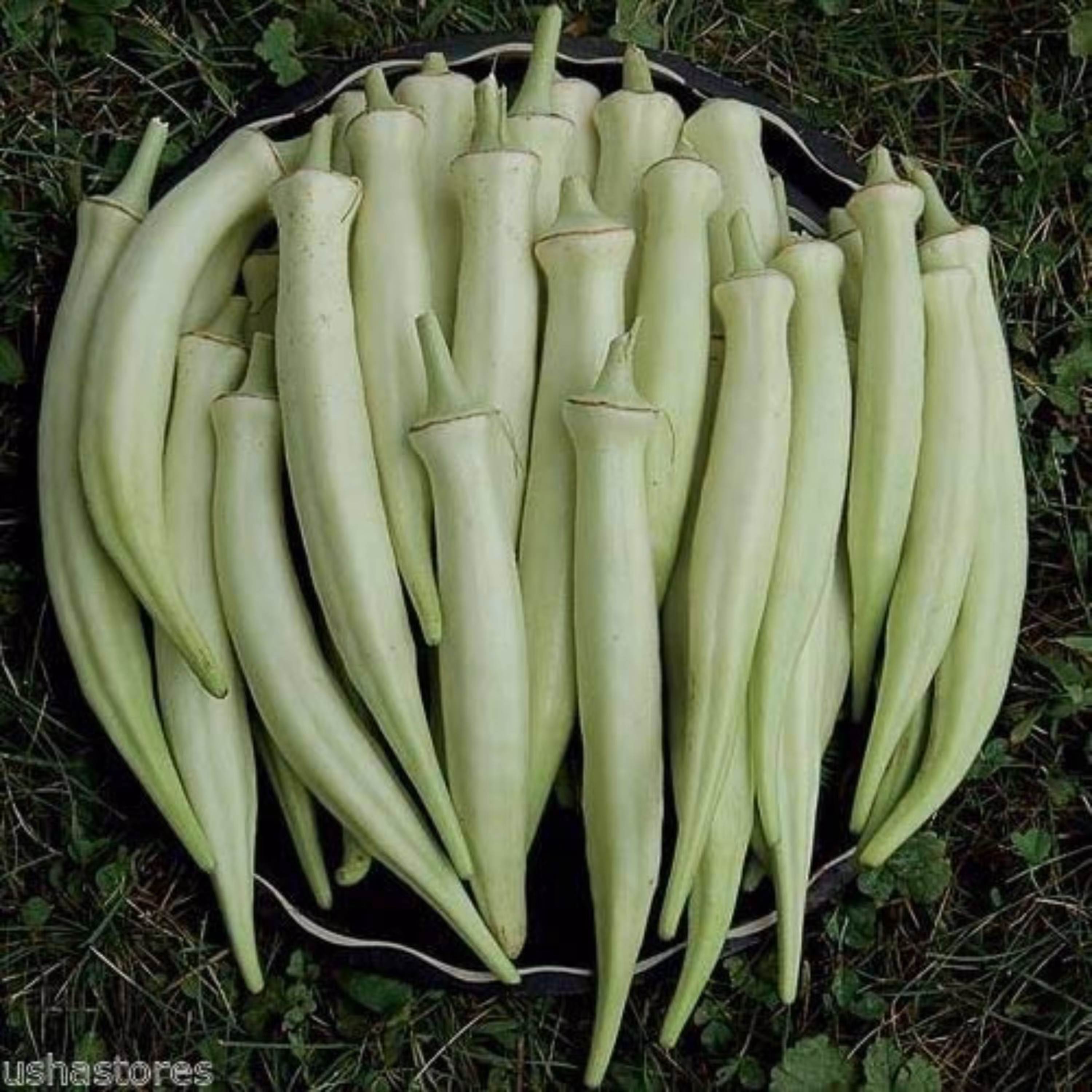 بذر بامیه سفید مخملی آمریکایی بسته 10 عددی